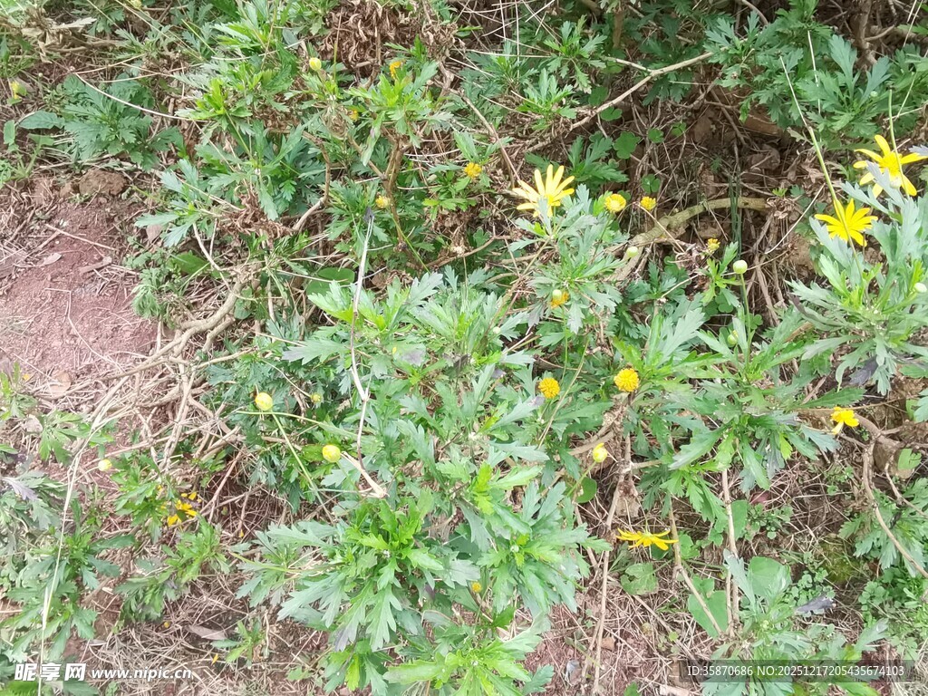 草丛中的黄色小花