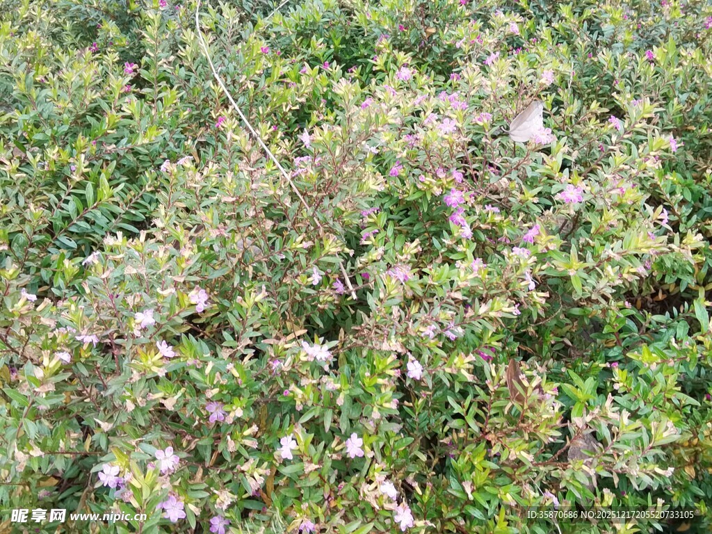 繁茂花丛中的多彩植物