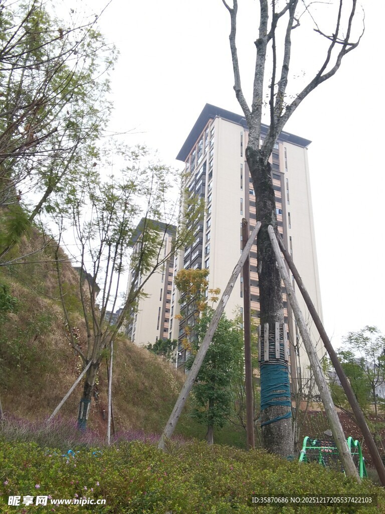 高楼旁的树木支撑场景
