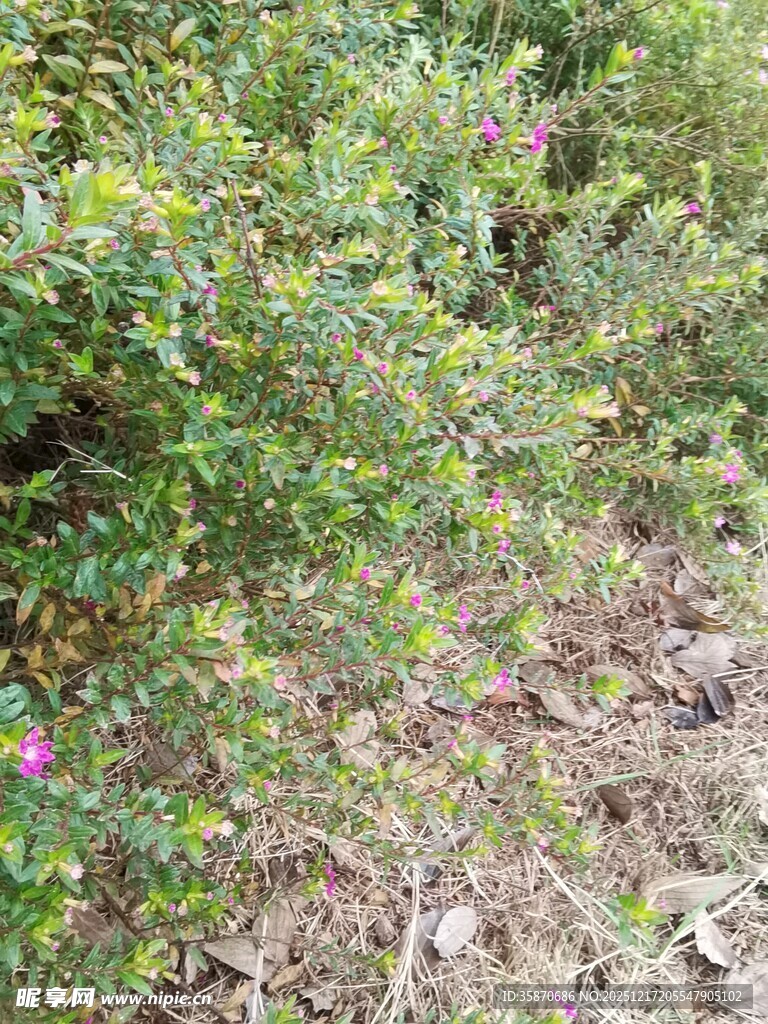 野外繁茂绿植与零星花朵