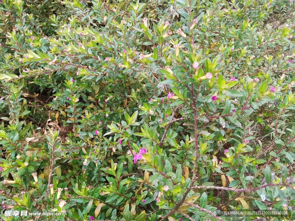 野外繁茂的绿色植物花丛