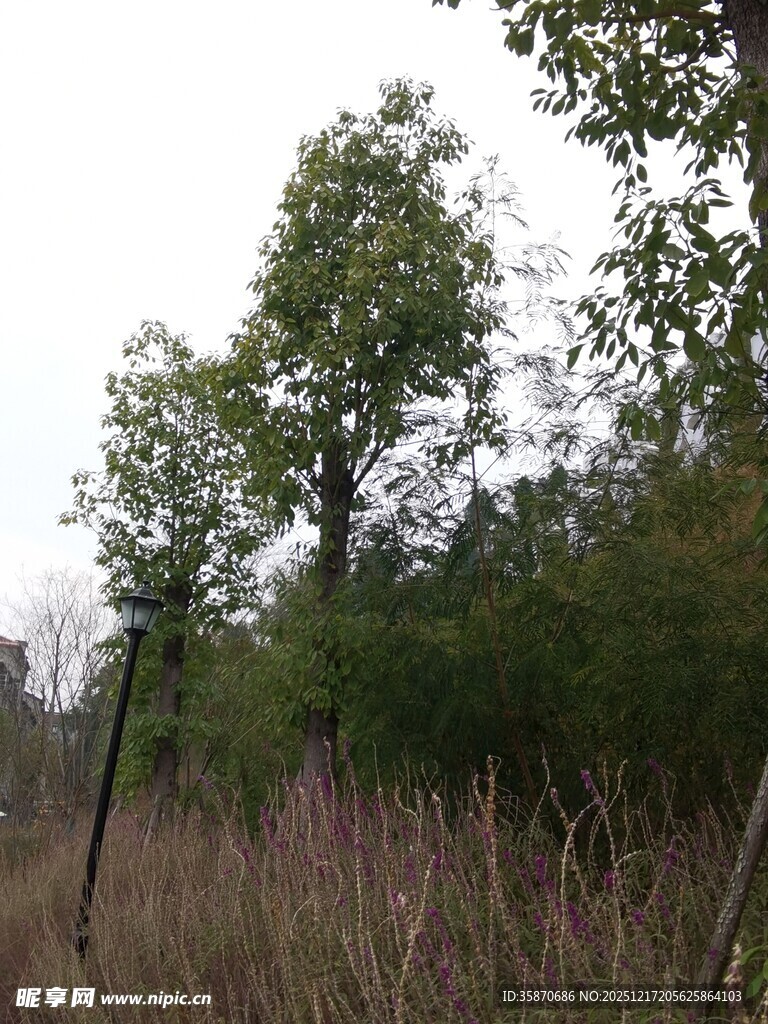 野外树林中的自然景象