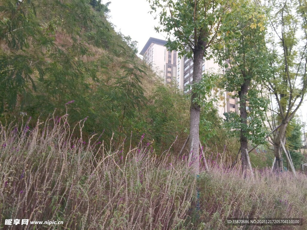 秋日郊野草木风景图