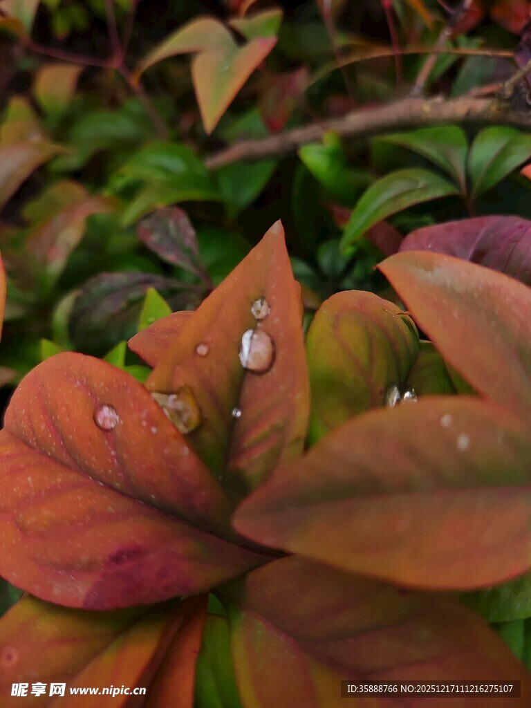 带水珠的多彩植物叶片