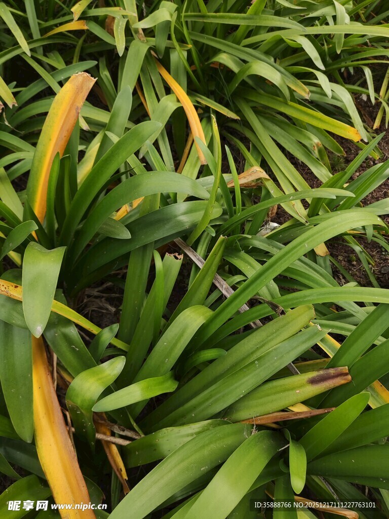 绿叶丛中的黄色花苞