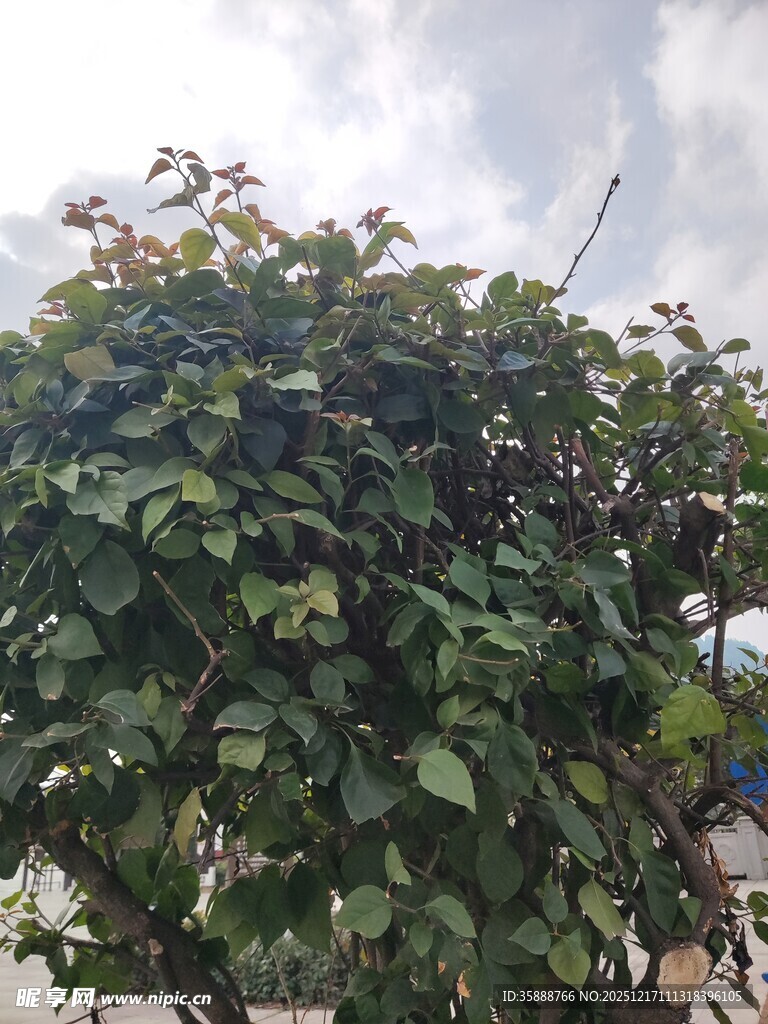 绿叶繁茂的植物