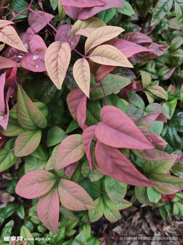 多彩斑斓的变色叶片植物