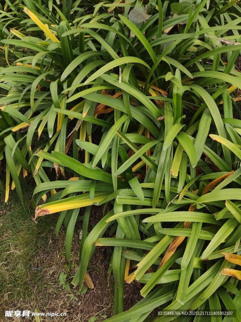 翠绿繁茂的植物叶片