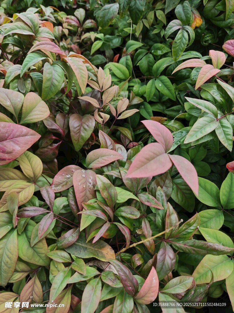 多彩叶片植物景观