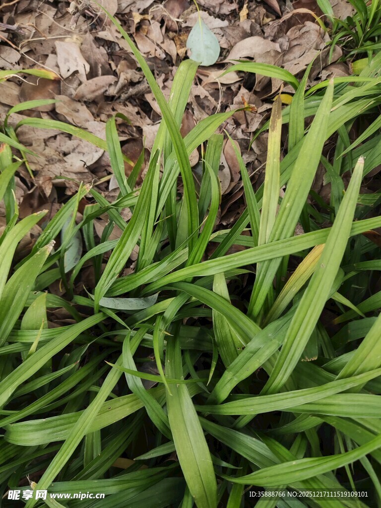 翠绿丛生的细长叶片植物
