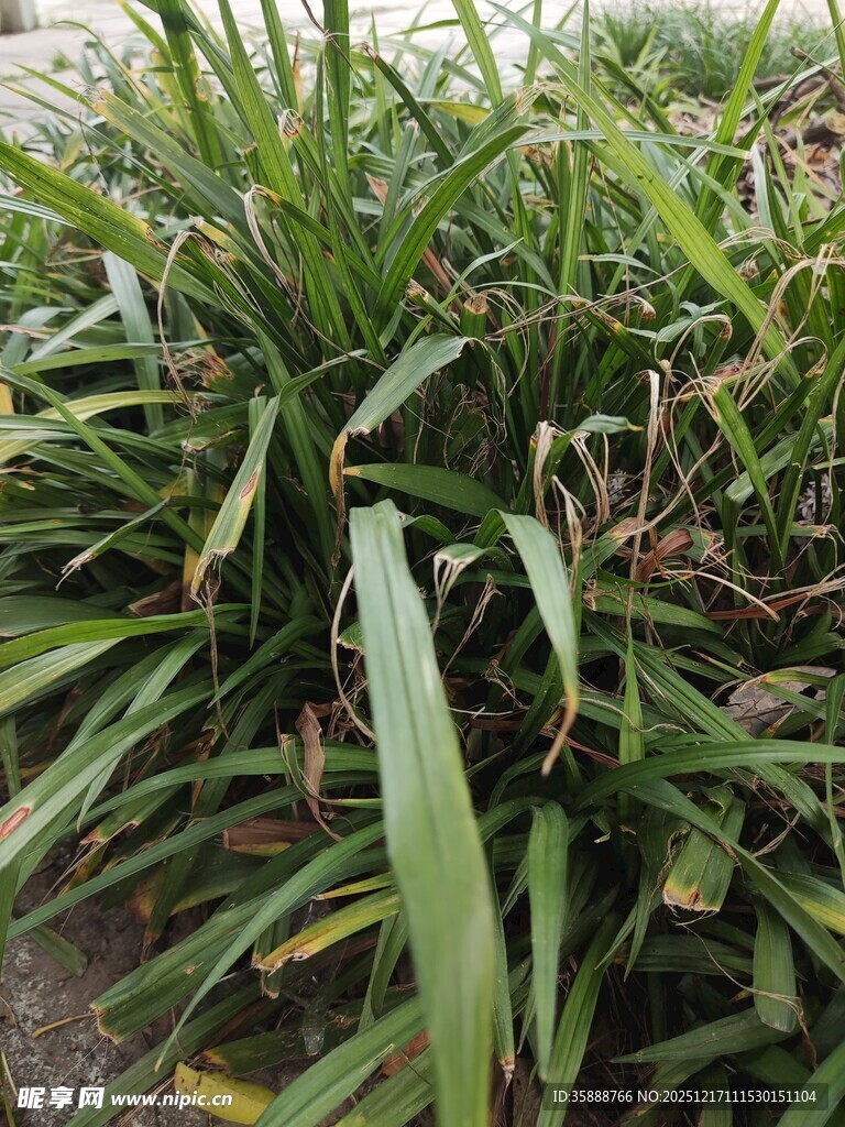 翠绿繁茂的丛生草本植物