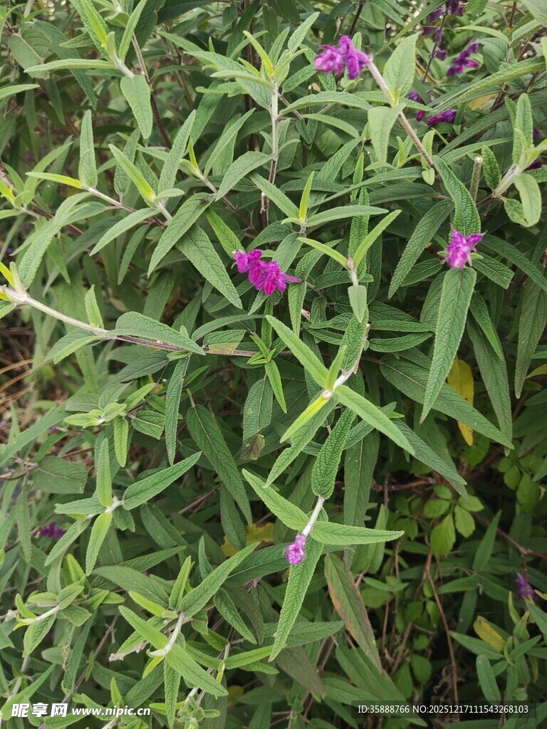 绿叶丛中的紫色小花