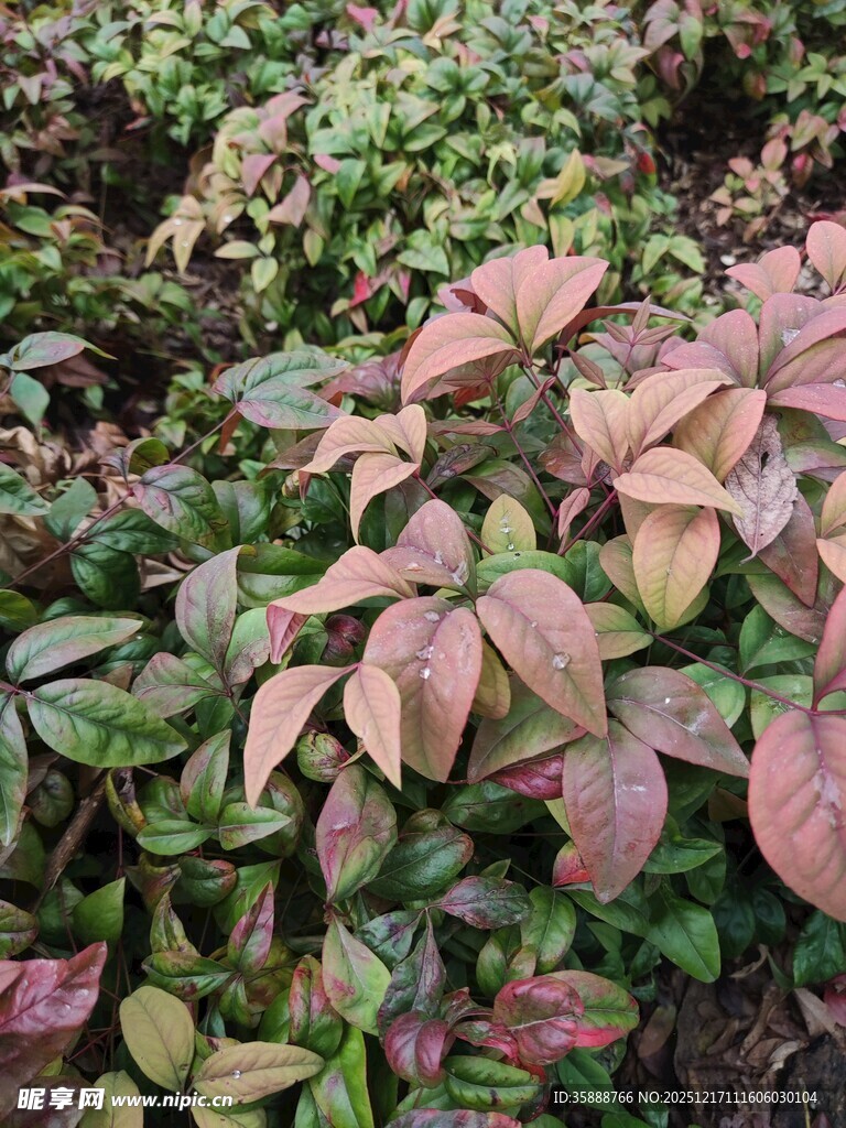 多彩叶片的植物景观