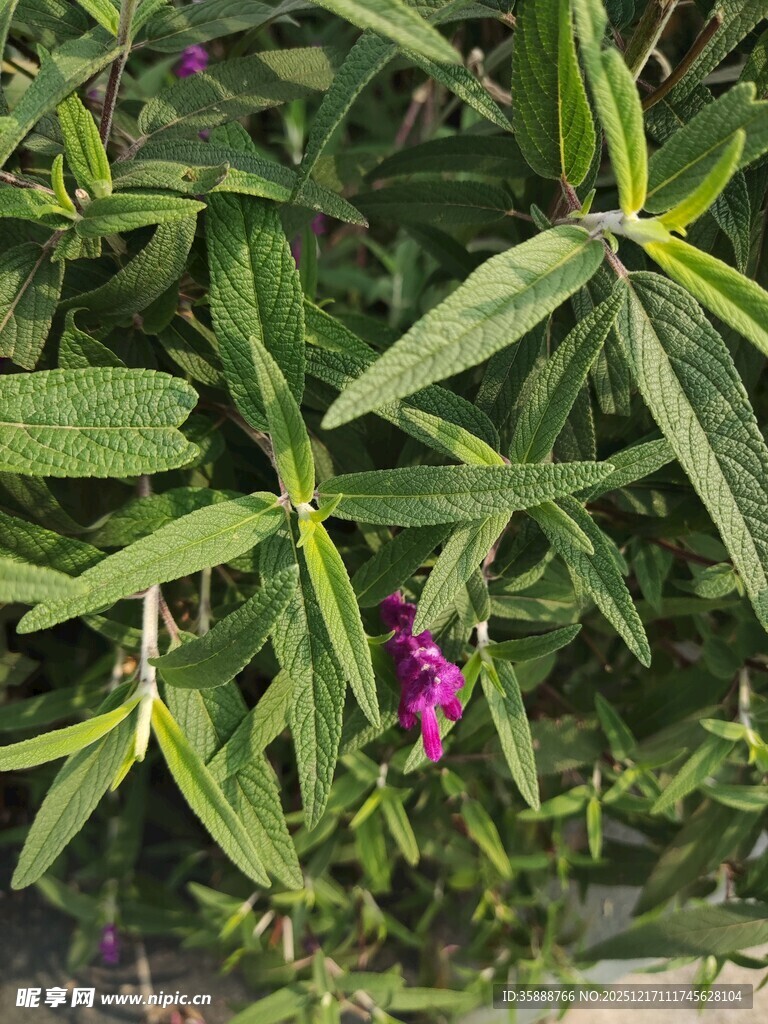 绿叶间的紫色小花