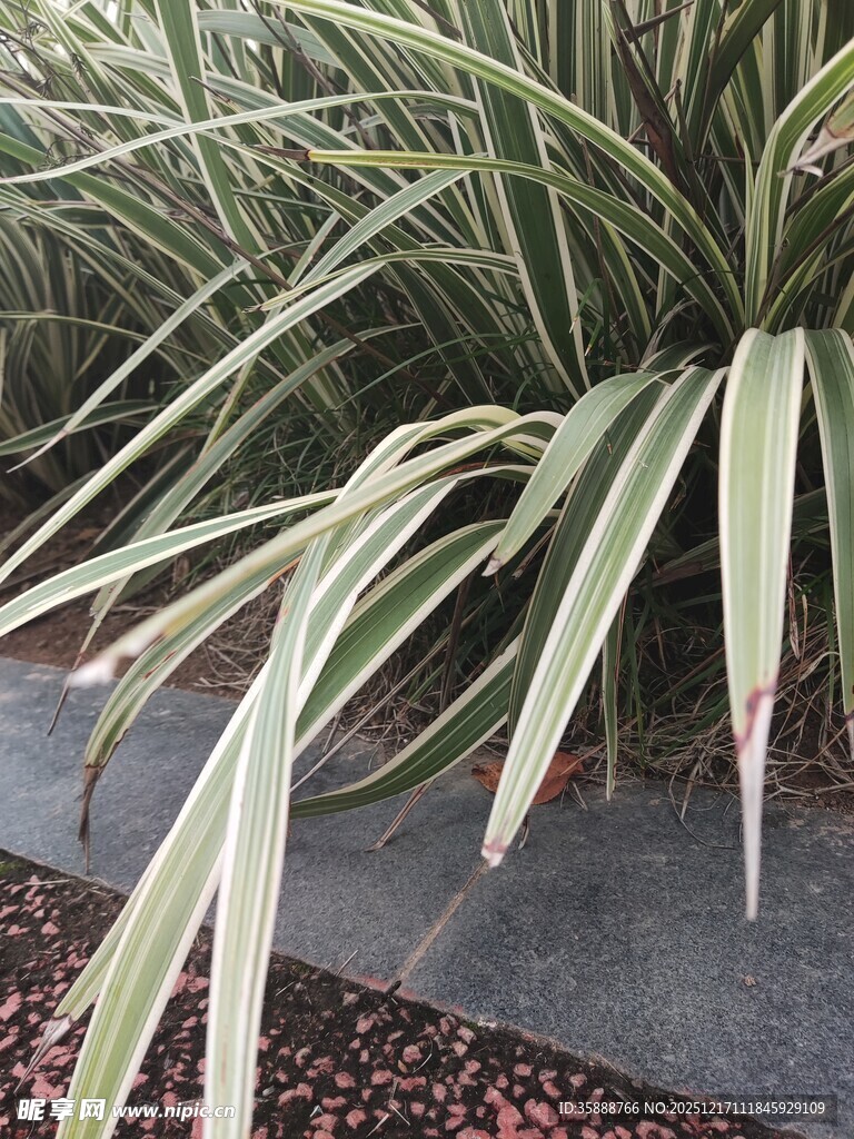 细长叶片的绿植景观