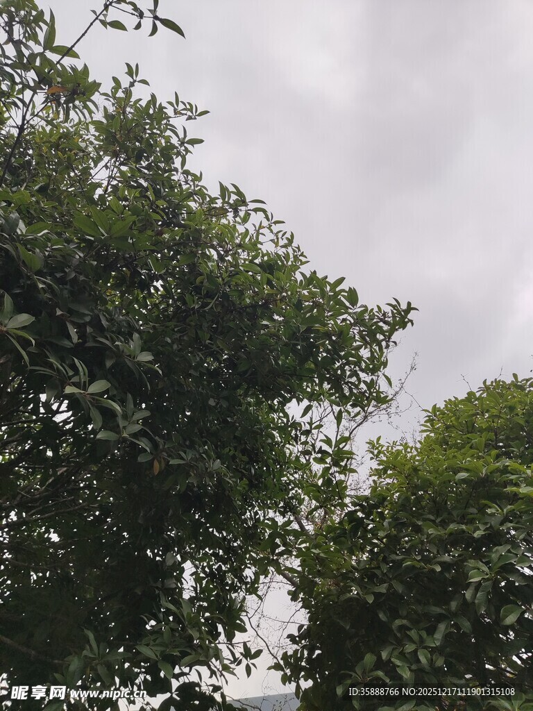 绿树映灰天的自然景致