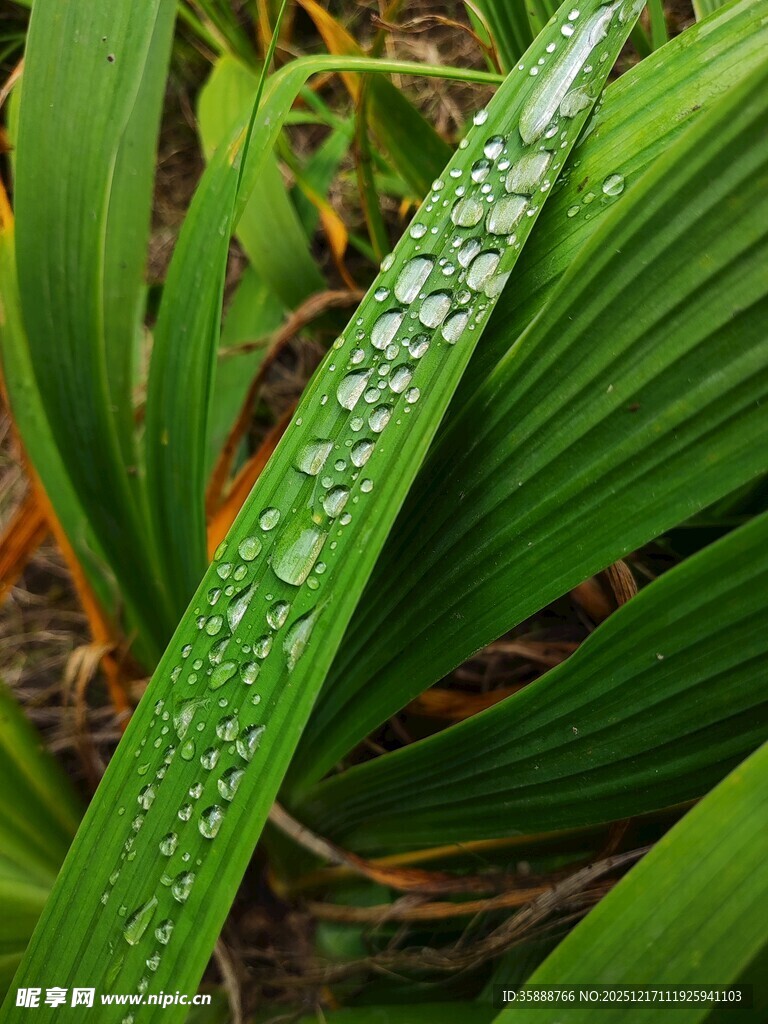 带水珠的翠绿叶片