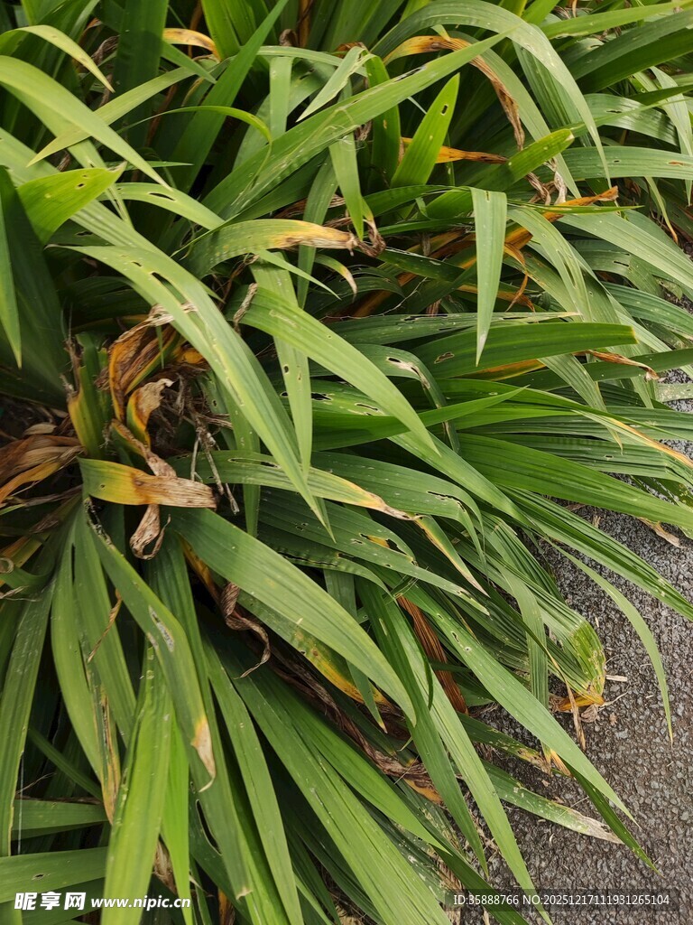 翠绿带黄边的长叶植物