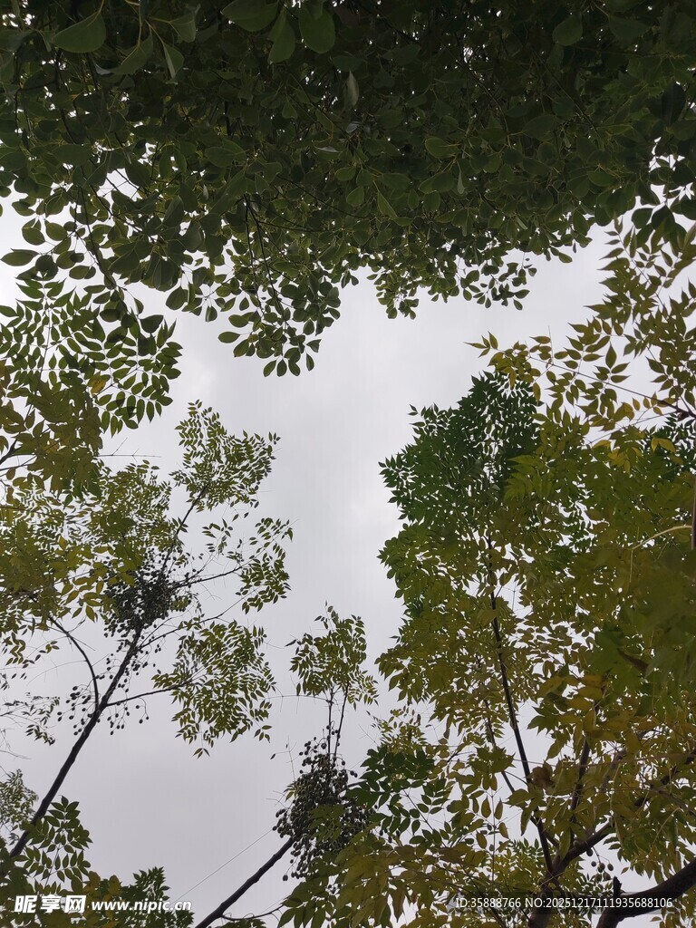 仰视繁茂树叶间的天空