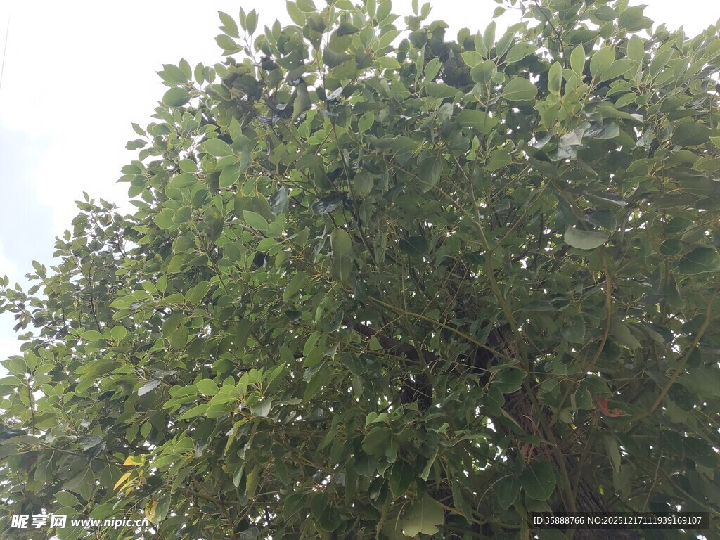 茂盛绿树展现自然生机