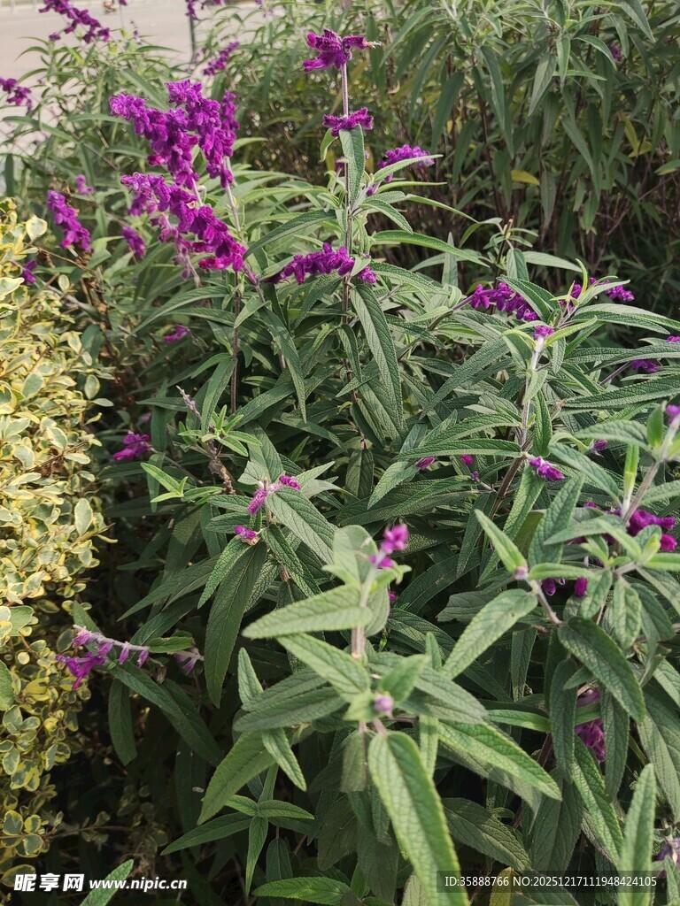 紫色花卉与绿植相映成趣