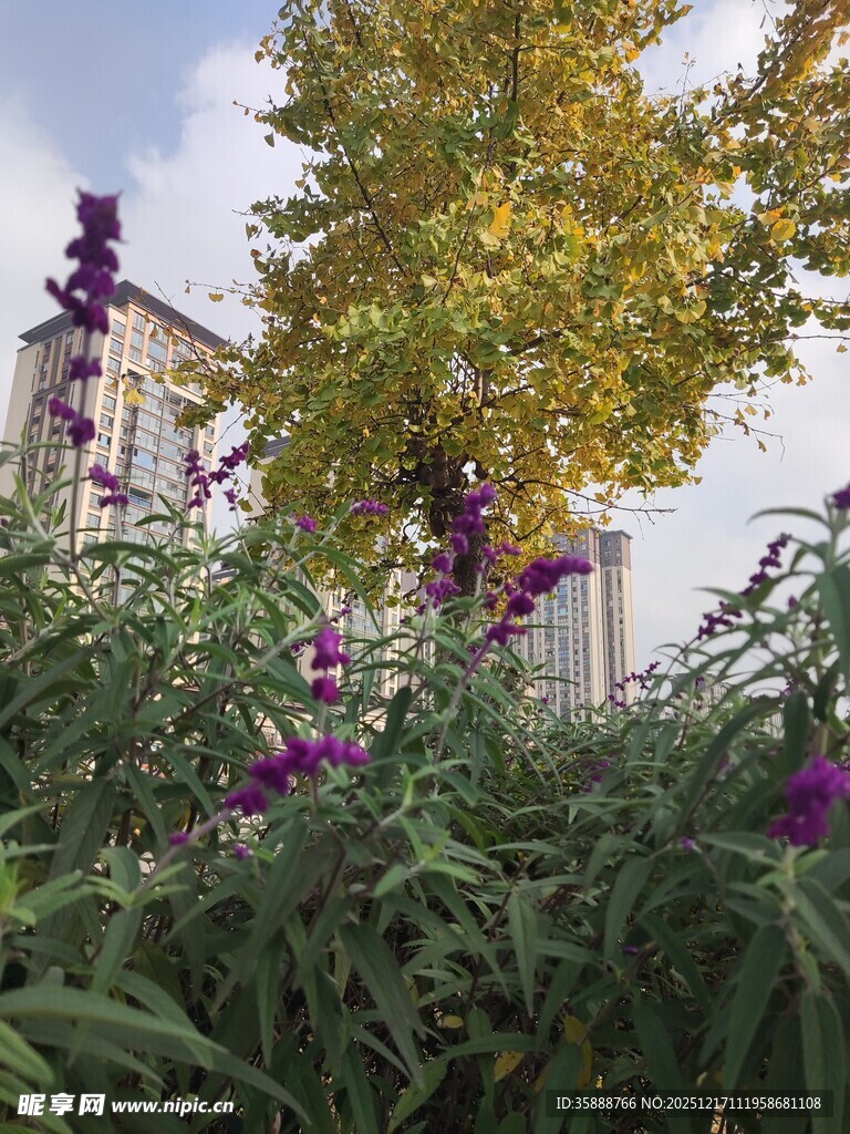 紫色花卉与绿树相映成趣