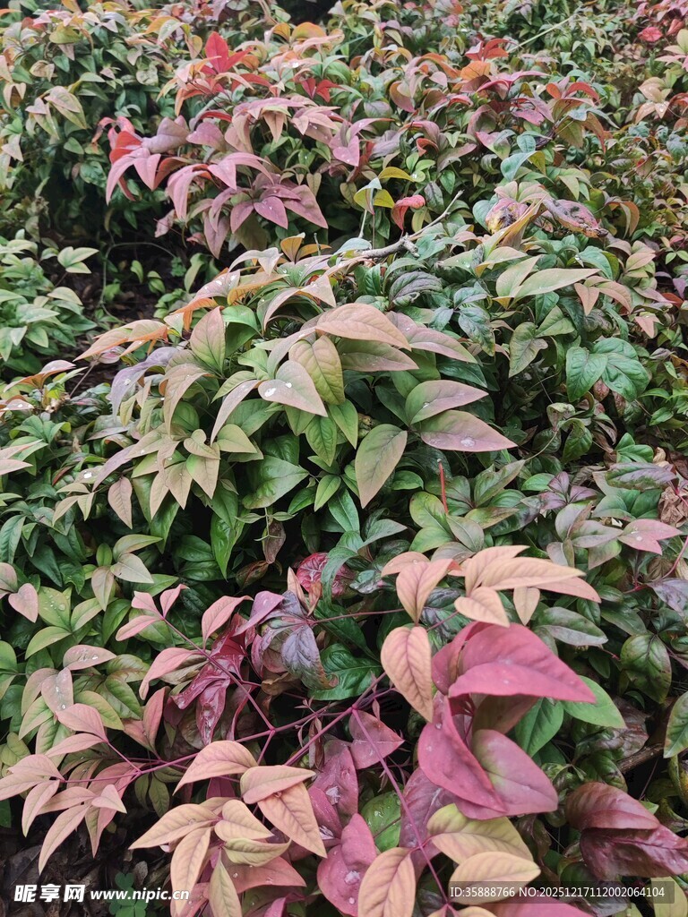 多彩斑斓的彩叶植物景观