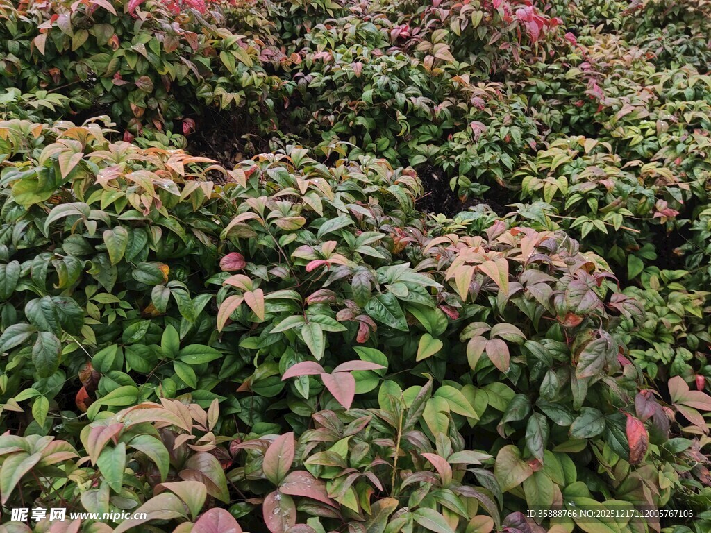 多彩叶片植物景观
