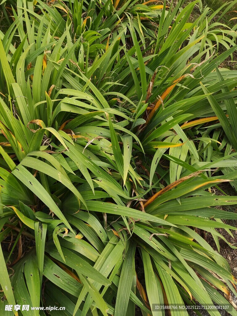 翠绿繁茂的丛生植物