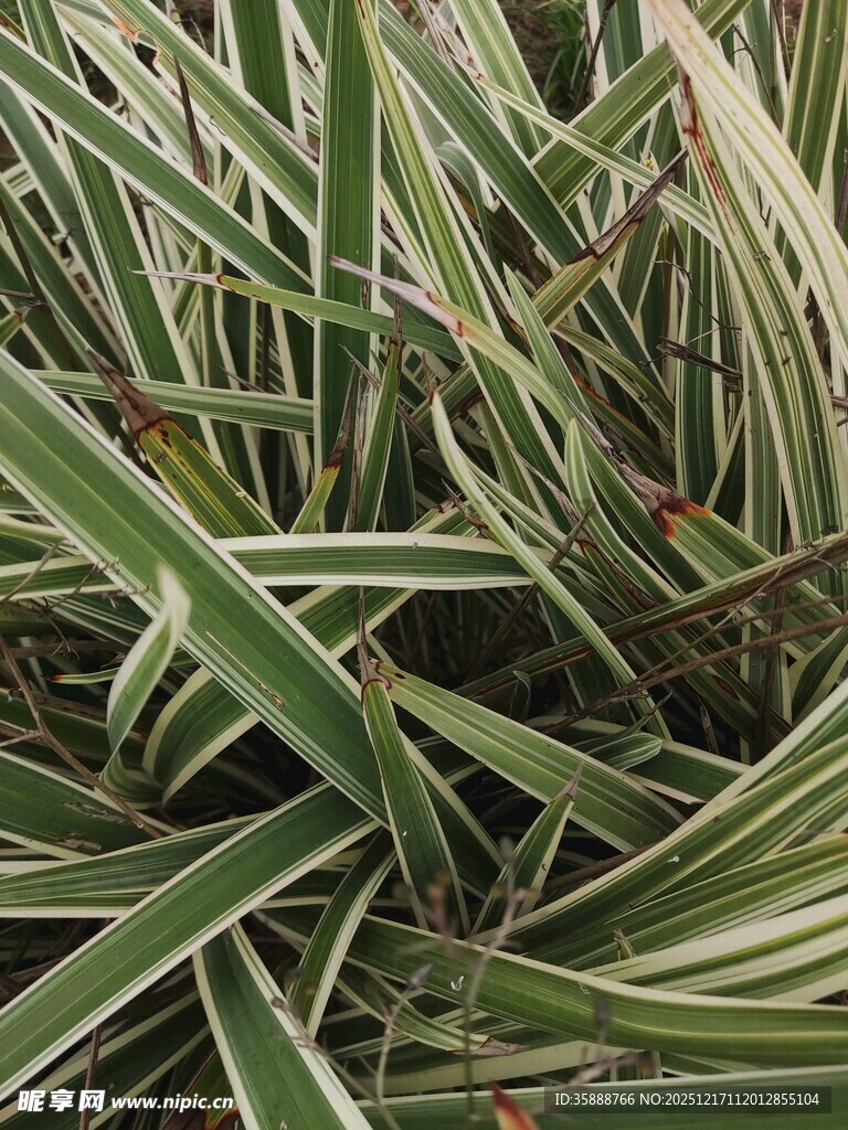 条纹绿叶植物特写