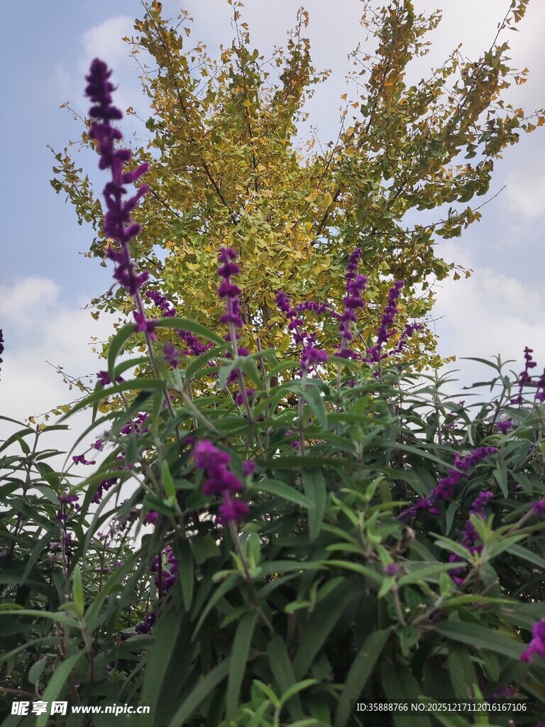 紫色花卉与绿植相映成趣
