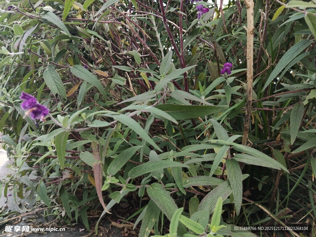 紫色花卉与绿叶植物景观