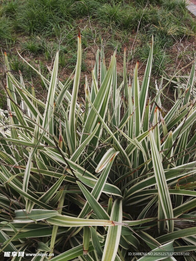 金边麦冬植物景观