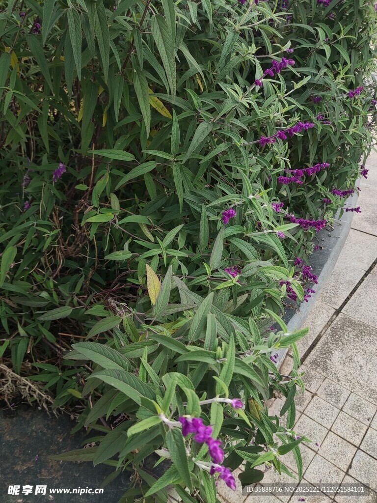 路边绿植与紫色花卉点缀