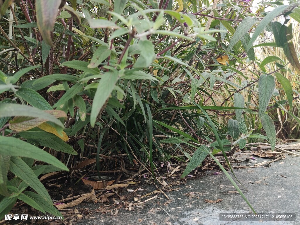 路边繁茂的绿色植物