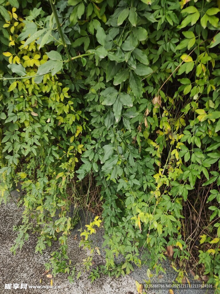 翠绿藤蔓植物生机盎然