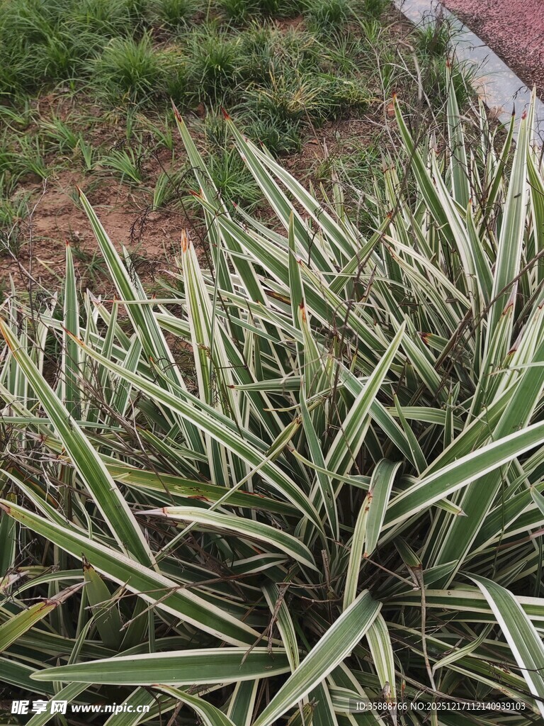 条纹绿叶植物特写