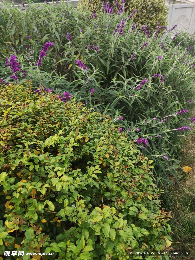多彩繁茂的绿植花卉景观