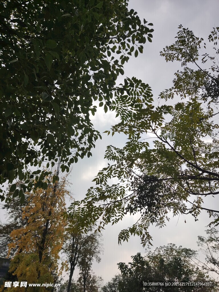 仰视林间天空景色