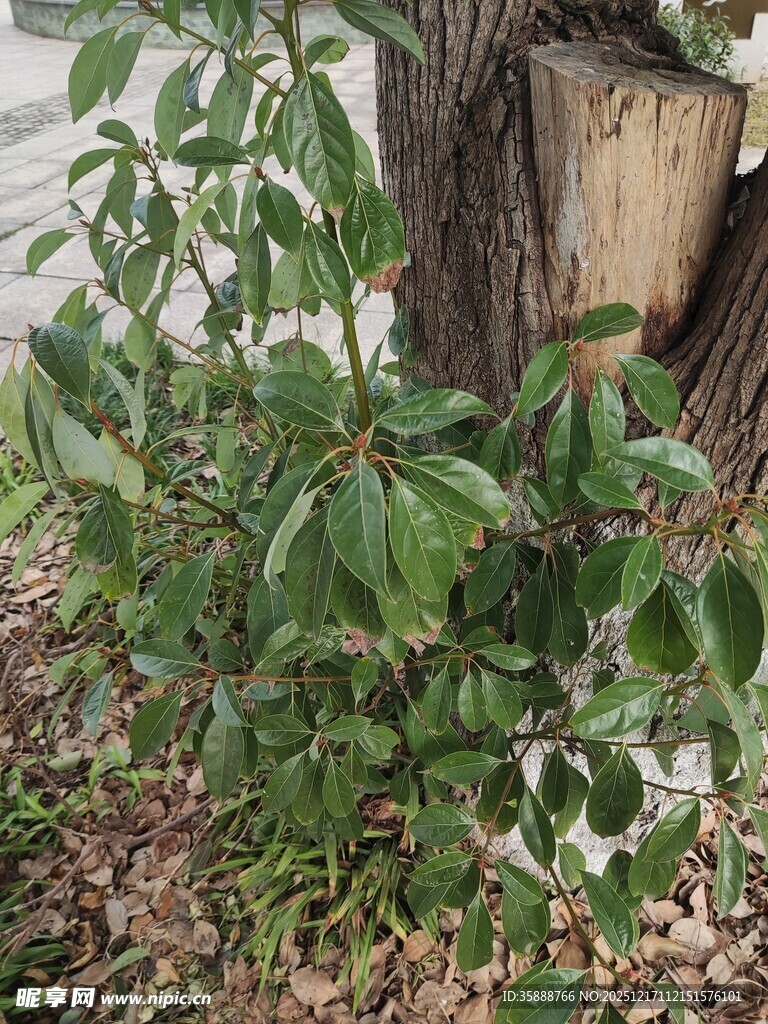 树下绿植生机勃勃