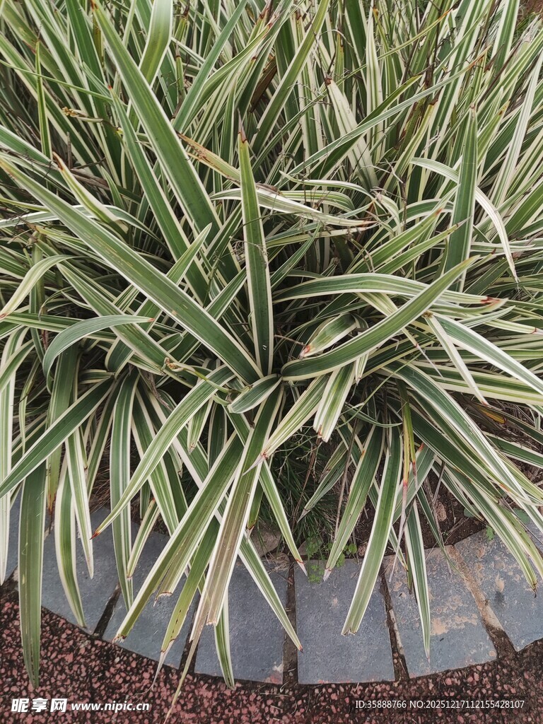 金边麦冬植物景观