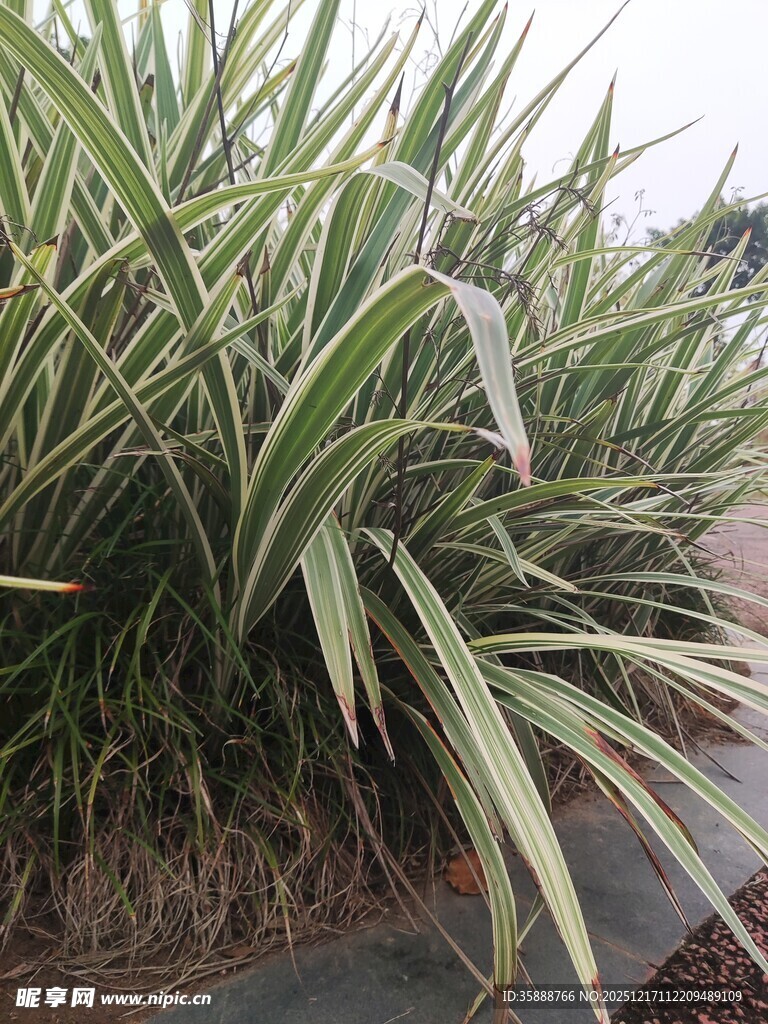 翠绿剑叶植物景观