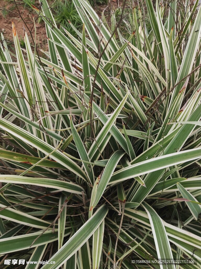条纹绿叶植物特写