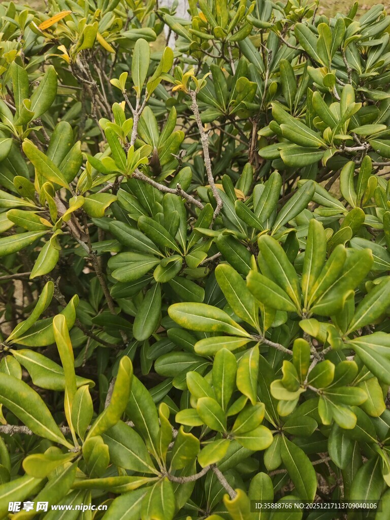 茂密翠绿的植物叶片