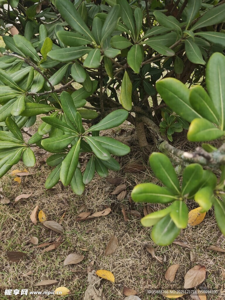 绿叶繁茂的地面植物景观