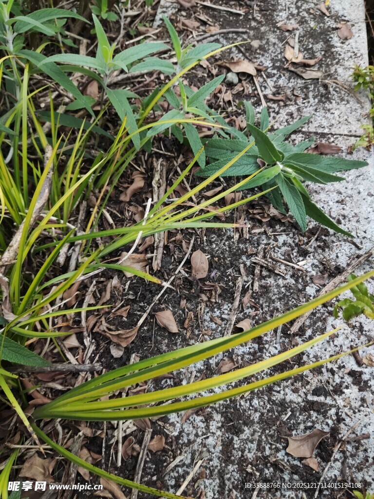 墙角生长的嫩绿植物