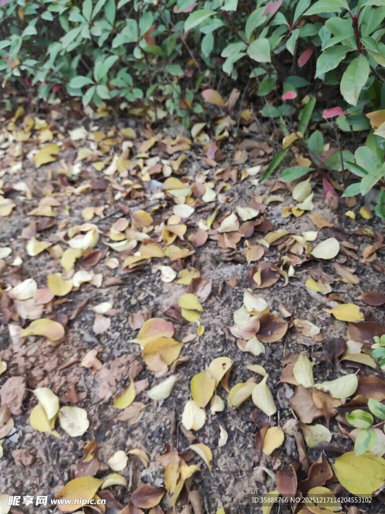 地面散落的多彩落叶