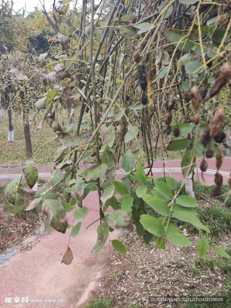垂挂植物景观
