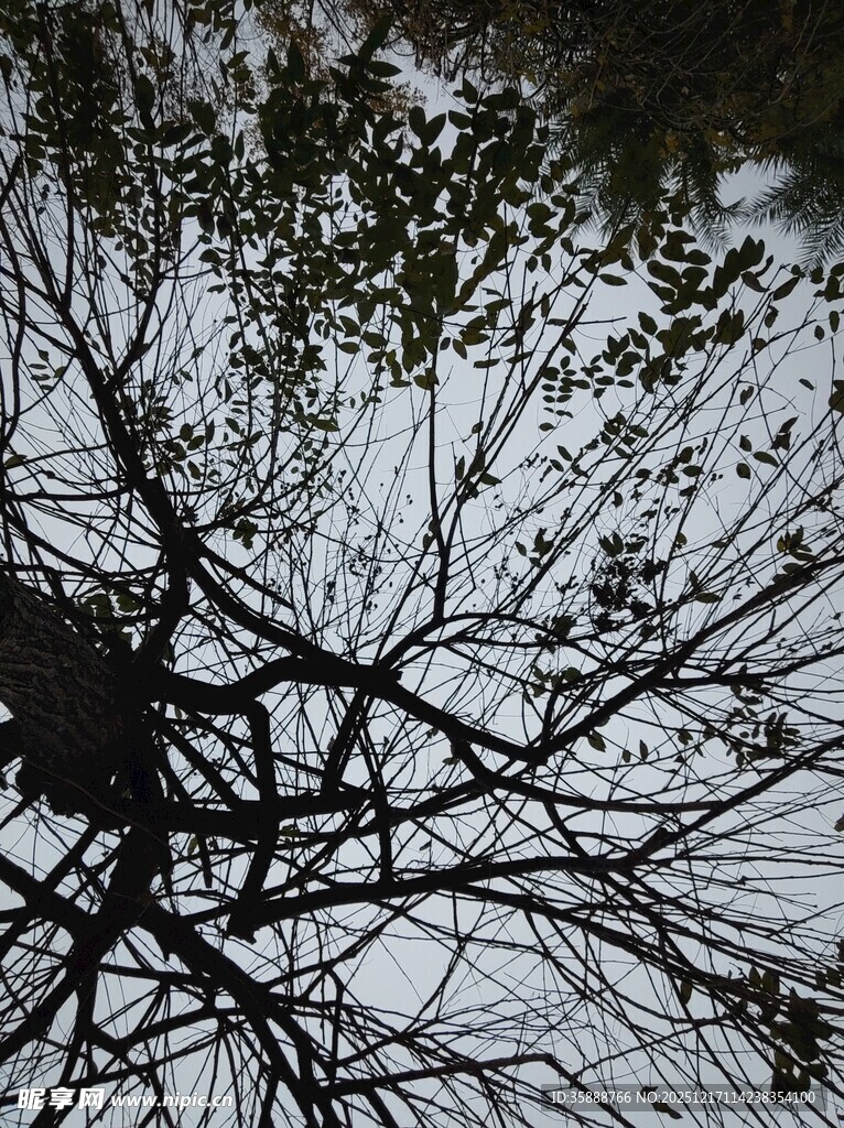 冬日枯树枝干与绿叶