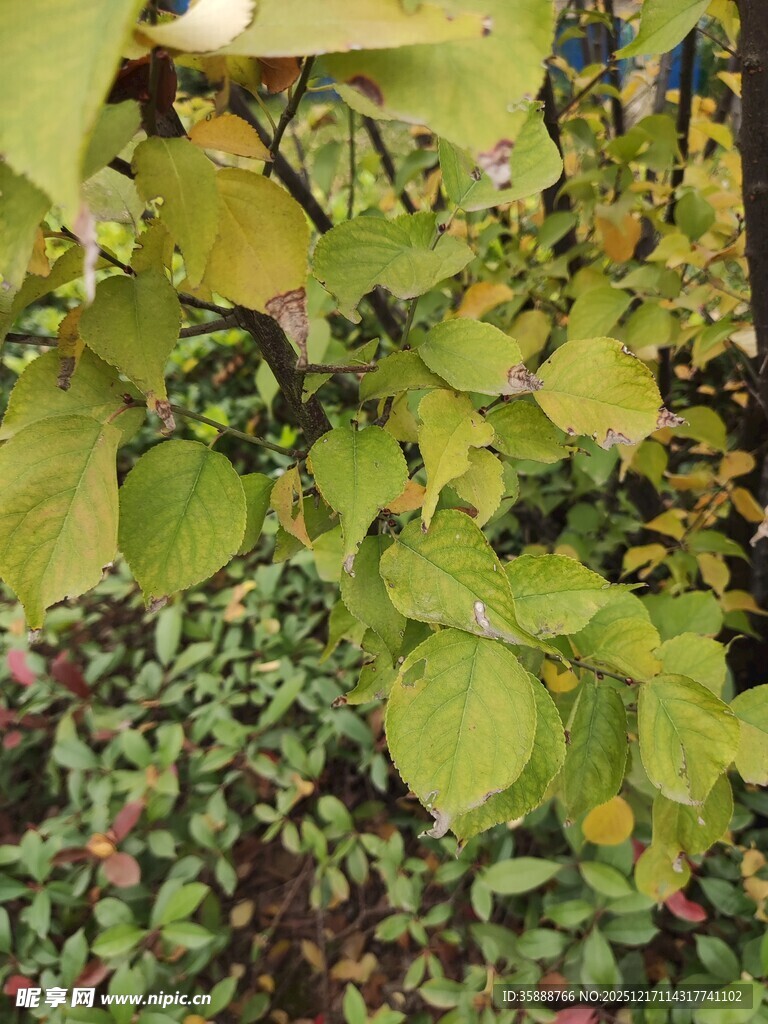 绿叶繁茂的植物景观